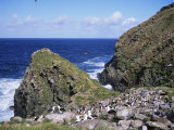 Black-Browed Albatross and Rockhopper Penguins, Westpoint Island, Falkland Islands, South America