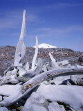 Bones, Relic of Whaling Industry, Port Lockroy, Antarctic Peninsula, Antarctica, Polar Regions