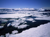 Adelie Penguins on Ice Floe, West Coast, Antarctic Peninsula, Antarctica, Polar Regions