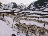Buy Reindeer Round-Up, Lapland, Scandinavia at AllPosters.com