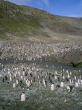 Chinstrap Penguins at Baily Head, Deception Island, Antarctica, Polar Regions