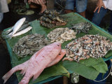 Fish Market, Jakarta, Java, Indonesia, Southeast Asia