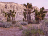 Buy Joshua Trees, Mojave Yucca, Just Before Dawn, California at AllPosters.com