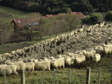 Buy Sheep Penned for Shearing, Tautane Station, North Island, New Zealand at AllPosters.com