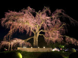 Famous Giant Weeping Cherry Tree in Blossom and Illuminated at Night, Maruyama Park, Kyoto, Honshu