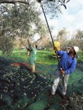 Buy Vibrating Olives from the Trees in the Groves of Marina Colonna, San Martino, Molise, Italy at AllPosters.com