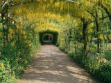 Laburnum Walk in Wilderness Gardens, Hampton Court, Greater London, England, United Kingdom