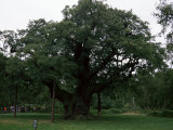Buy The Major Oak, Sherwood Forest, Nottinghamshire, England, United Kingdom at AllPosters.com