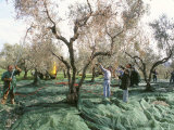 Buy Vibrating the Olives from the Trees in the Olive Groves of Marina Colonna, Molise, Italy at AllPosters.com
