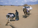Camel Man Leading Donkey and Two Camels on Desert Trek, Draa Valley, Morocco, North Africa, Africa