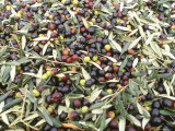 Buy Close-Up of Olives Harvested at Frantoio Galantino, Bisceglie, Puglia, Italy at AllPosters.com