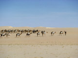 Camel Train Carrying Salt, Taoudenni, Timbuktoo, Mali, Africa
