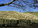 Buy Sheep Brought in for Shearing, Tautane Station, North Island, New Zealand at AllPosters.com