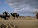 Camels and Donkey Being Led from the Well on Desert Trek, Draa Valley, Morocco, North Africa