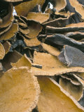 Buy Pile of Cork Bark for Bottle Corks Etc Stacked to Dry Near Tempio Pausania, Sardinia, Italy at AllPosters.com