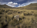 Bunch Grass on Windswept Altiplano, Puno, Cuzco, Peru, South America