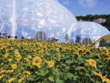 Buy Sunflowers and the Humid Tropics Biome, the Eden Project, Near St. Austell, Cornwall, England at AllPosters.com