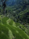 Terraced Rice Fields Near Gagah, Bali, Indonesia, Southeast Asia