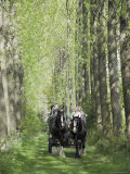 Buy Horse and Carriage Carrying Tourists Down Avenue of Poplar Trees in the Grounds of Umberslade Hall at AllPosters.com