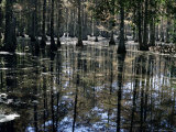 Cypress Swamp, Cypress Gardens, Near Charleston, South Carolina, USA