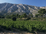 Vineyards and Montagne Ste. Victoire, Near Aix-En-Provence, Bouches-Du-Rhone, Provence, France