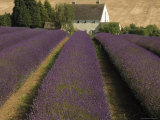 Snowshill Lavender Farm, Gloucestershire, the Cotswolds, England, United Kingdom