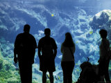 Oceanopolis Aquarium and Sea Life Centre, Brest, Finistere, Brittany, France