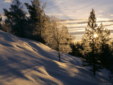 Buy Sun Through Trees, Rondablikk, Norway, Scandinavia at AllPosters.com