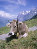 Buy Cow at Alpiglen, Grindelwald, Bernese Oberland, Swiss Alps, Switzerland at AllPosters.com