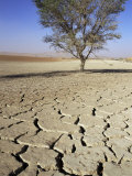 Dried and Cracked Mud in Sossusvlei Pan, Sossusvlei, Namibia, Africa