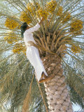 Date Picker, Nizwa, Oman, Gulf States, Middle East