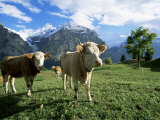 Buy Cows Near Grindelwald, Bernese Oberland, Swiss Alps, Switzerland at AllPosters.com