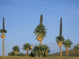 Buy Giant Lobelia, Simien Mountains National Park, Unesco World Heritage Site, Ethiopia, Africa at AllPosters.com