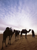 Berber Camel Leader with Three Camels in Erg Chebbi Sand Sea, Sahara Desert, Near Merzouga, Morocco
