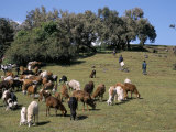 Children Tending Goats Near Sankaber, Simien Mountain National Park, Ethiopia, Africa