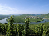 Buy Vineyard Near Trittenheim, Mosel Valley, Rheinland-Pfalz (Rhineland-Palatinate), Germany at AllPosters.com