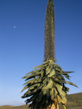 Buy Giant Lobelia, Simien Mountains National Park, Unesco World Heritage Site, Ethiopia, Africa at AllPosters.com