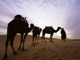 Berber Camel Leader with Three Camels in Erg Chebbi Sand Sea, Sahara Desert, Near Merzouga, Morocco
