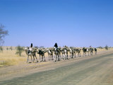 Buy Camel Train Approaching Agades, Niger, Africa at AllPosters.com