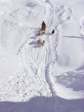 Buy Dog Transport, Greenland, Polar Regions at AllPosters.com
