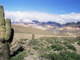 Buy Cardones Growing in the Desert at 3000 Metres, Near Alfarcito, Jujuy, Argentina, South America at AllPosters.com