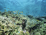 Buy Shallow Top of the Reef is Nursery for Young Fish, Sabah, Malaysia, Southeast Asia at AllPosters.com