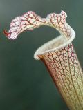 Buy Trap of Carnivorous Plant, Sarracenia Leucophylla, Kew Gardens, London, England at AllPosters.com
