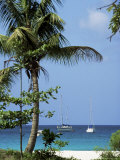 Buy Yachts and Palms, Barbados, West Indies, Caribbean, Central America at AllPosters.com
