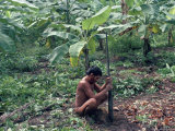 Buy Yanomami Man Using Traditional Digging Stick, Brazil, South America at AllPosters.com