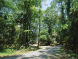 Buy Sub Tropical Forest, Hunting Island State Park, South Carolina, USA at AllPosters.com