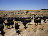 Buy Cattle Transhumance, Spain at AllPosters.com