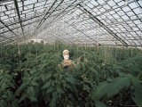 Buy Spraying Tomato Plants in a Hothouse of Pursey Sovchose, a State Farm, Bratsk, Siberia, Russia at AllPosters.com