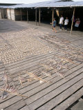 Buy Octopus and Fish Drying in the Sun at Semporna's Fish Market, Semporna, Sabah, Island of Borneo at AllPosters.com