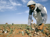 Buy Man Picking Cotton Near Taftanaz, Syria, Middle East at AllPosters.com